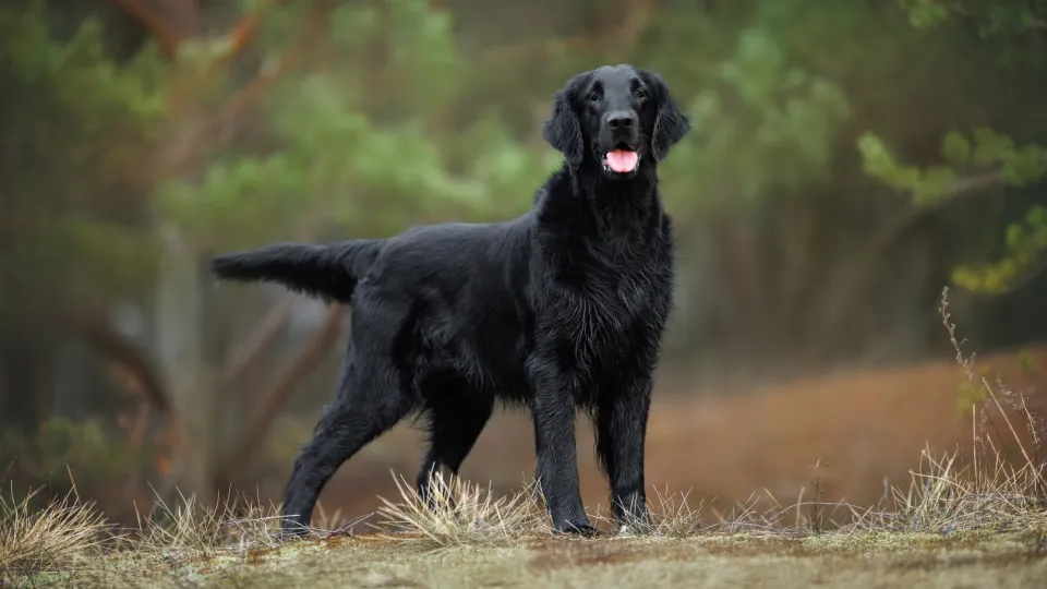 Retriever (Flat Coated)